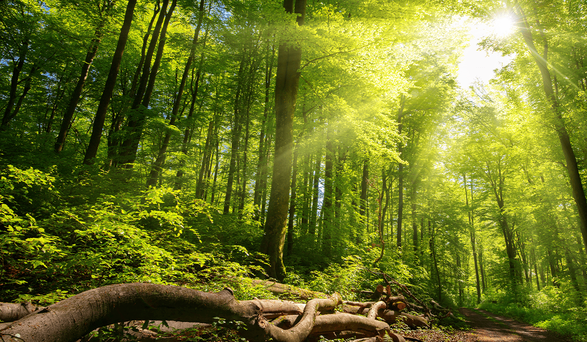 How Forest Carbon Credits Are Changing The Wood Market